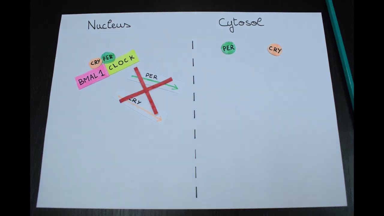 The rhythm of the circadian clock