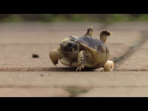 Baby Tortoise on Wheels Gets a Second Chance at Life | All Good