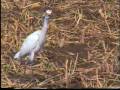 Indian Birds Cattle Egret