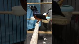 Download lagu Kretekan kasar, tembakan keras murai pastol ampuh bikin murai batu bunyi#kretekankasar#Shorts mp3