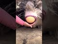 Ostrich Laying Eggs