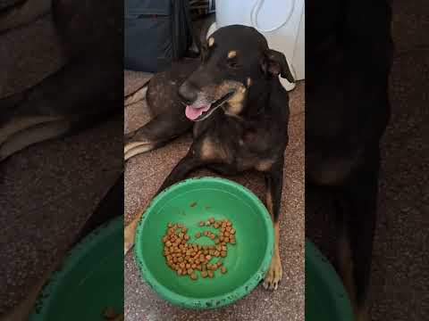 pls garmiyo main street dogs ki help jarur kare 🐕