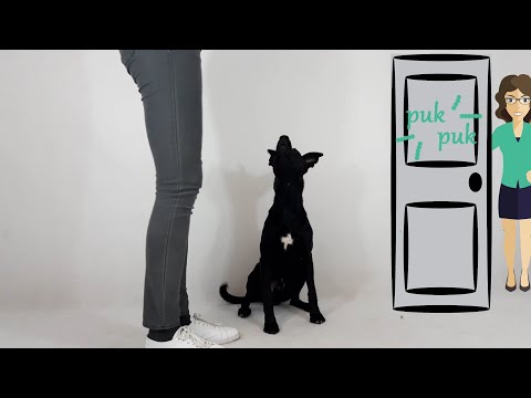 Jak nauczyć psa SZCZEKAĆ na komendę