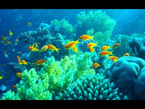 the amazing underwater world of the red sea - 1 hour relaxation video with calming music