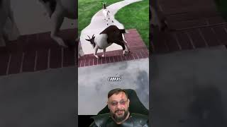 Cabras desmaiantes #biologohenrique #animais #bichoesperto #biologo