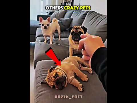 Others Crazy Pets vs The Last One 😂🐶💀