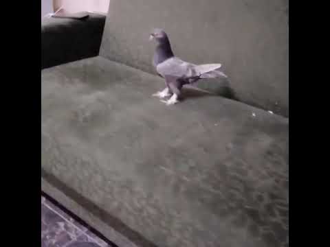 Yağmur olsan binlerce damla arasindan bulur tutardım senii