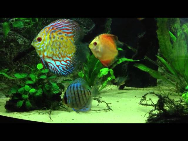 Discus Tank update Trigon 190