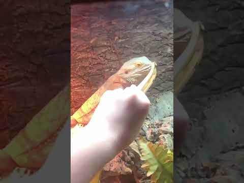 Feeding my bearded dragon in slow motion