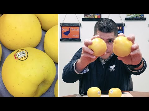 Opal Apples? Here's an apple variety that I think you'll like!