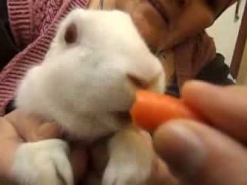 Beyaz Tavşan - Havucu görünce çıldırıyor.