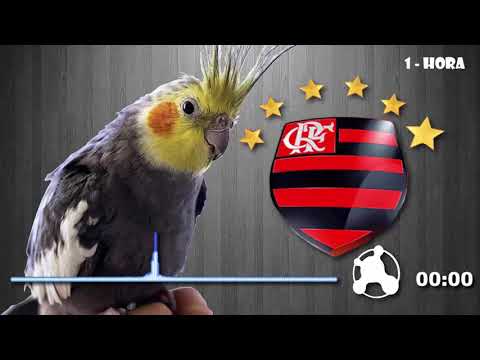 hino do flamengo para calopsita