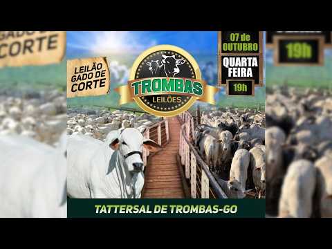 LEILÃO  GADO DE CORTE TROMBAS LEILÕES - TROMBAS GOIAS  - 07 / 10 / 2026