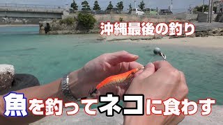魚を釣ってネコに食わす　沖縄最後の釣り