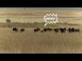 Black Wildebeest Running In Circles