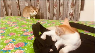 Download lagu Stay with us and watch till the end what 😦 happens with little kitten 🐱 Tuum Tumm ☹️☹️😞😞 mp3