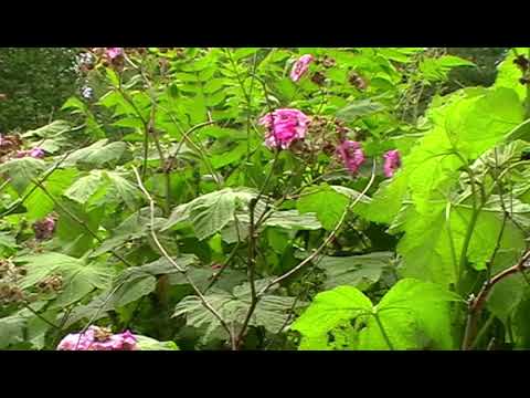 Jonasson/Sandström/Tunvall - I rymden