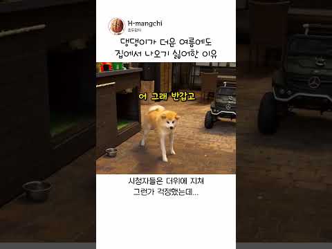댕댕이가 집에서 나오지 않은 이유