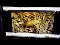 Baby Einstein Animals In The Forest 2 Part 12 Vole Neighbor Best Animals