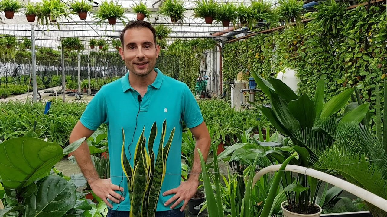 10 PLANTAS de INTERIOR  RESISTENTES y fáciles de mantener