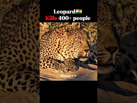 Big Cats Kills, in different countries☠️ #animals #scarface #wildlife
