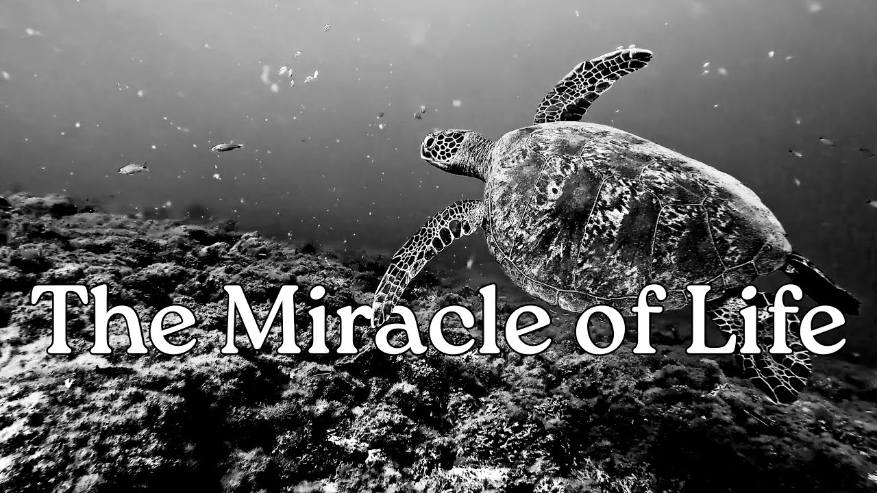 The Miracle of Life