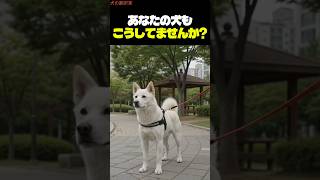 愛犬が吠えずに見つめる理由 #愛犬 #犬のいる暮らし