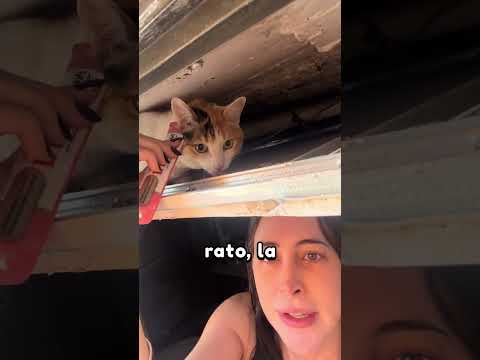 Dejó Solo A Su GATO… y Casi Terminó En DESASTRE 😭🐱#shorts #historia #animales