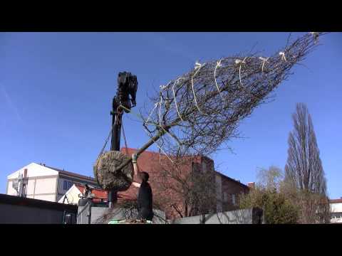 Annika visar hur det går till att plantera ett stort träd