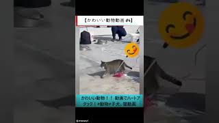 【かわいい動物動画 #4】かわいい動物！！ 動画でハートアタック！#動物#子犬、猫動画 #シニア向け #歴史 #60歳代 #シニア向け #歴史 #60歳代 #ヒューマンドラマ #名言 #若い頃