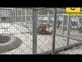 Lioness And Tiger Mating