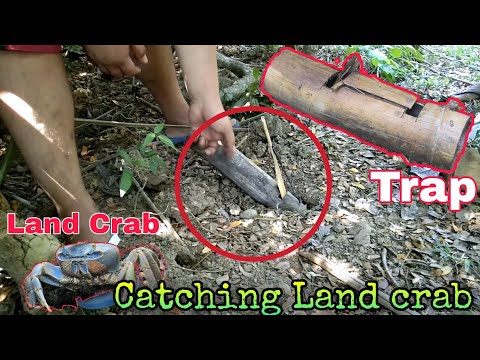 LAND CRAB CATCHING USING BAMBOO TRAP | KUNGO O KURAY | Catch 'n Cook