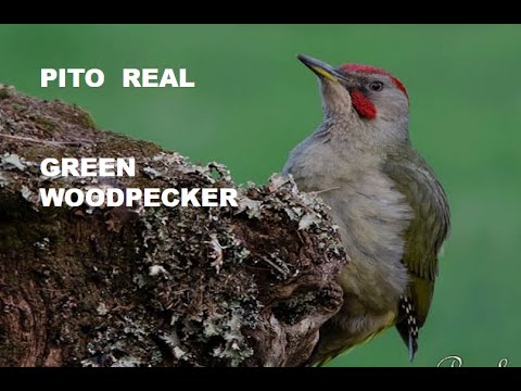 PITO REAL | GREEN WOODPECKER | Picus viridis