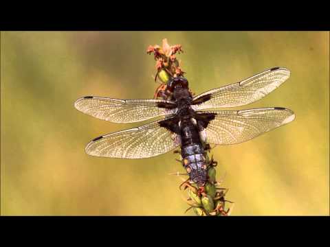 vážka ploská / vážka ploská / Broad-bodied Chaser