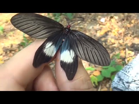 FAKE butterfly? Histia flabellicornis - Zygaenidae in Laos - Shortclips in Asia
