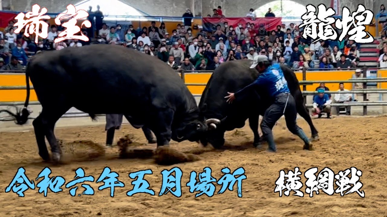 宇和島闘牛 令和六年五月場所 横綱戦 瑞宝 vs 龍煌