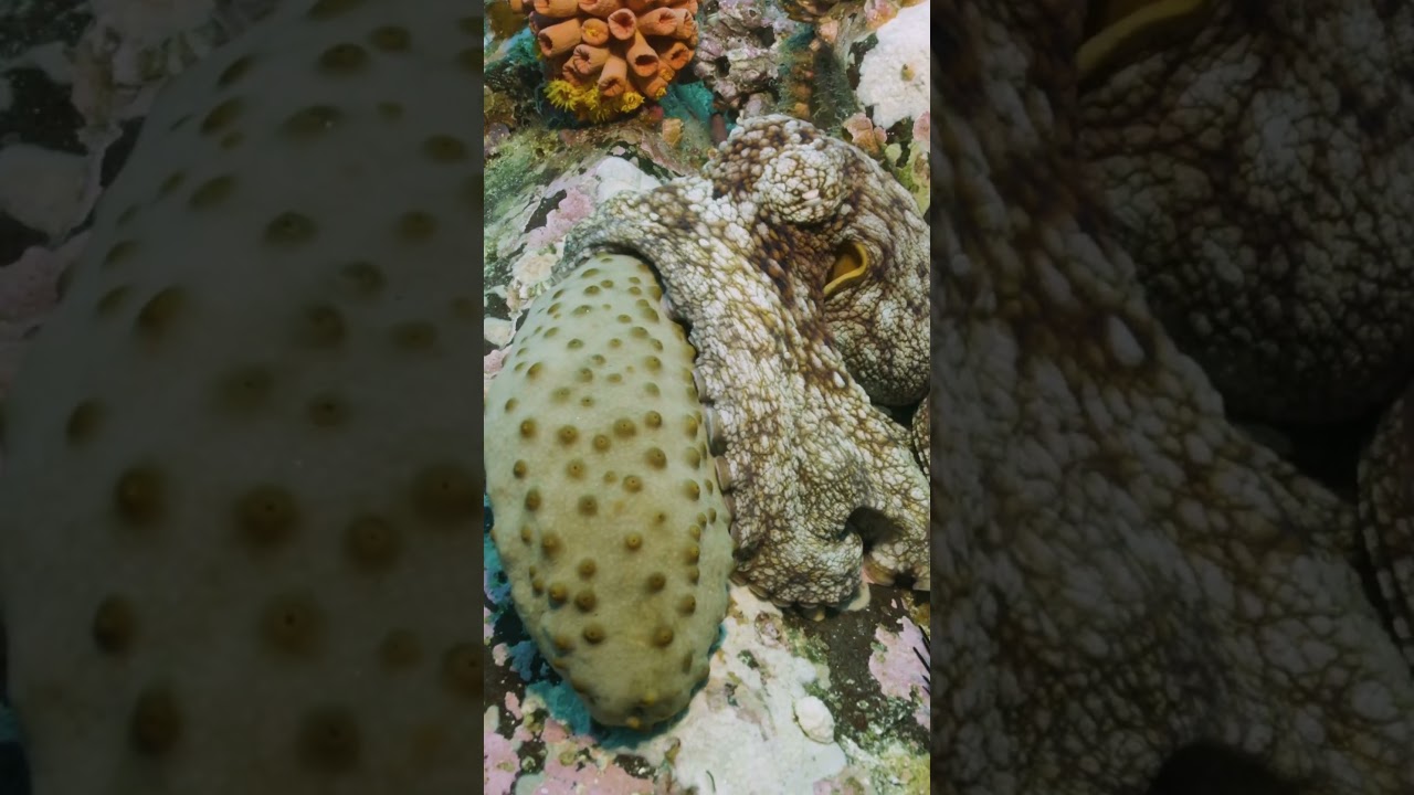 What's your take on what's happening here?Just a curious octopus?🎥: