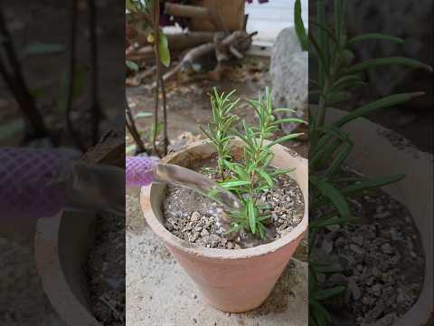 How to root and plant rosemaryHow to root and plant rosemary☘️❤️🌺🍀#easy #vegetables #nature #new ☘️