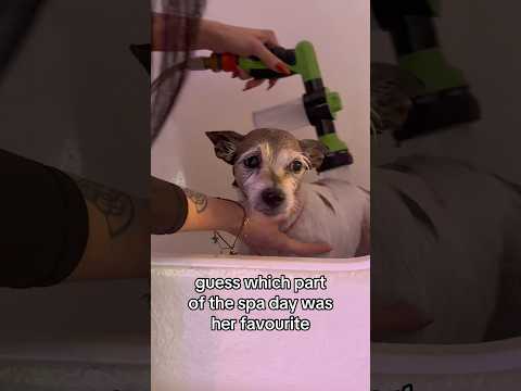 guess her fav part of doggy spa day