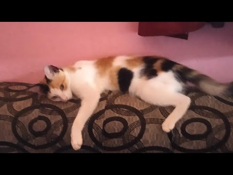 Cat trapped inside mosquito net