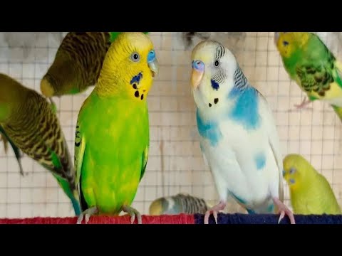 4 Hours of Early Morning Budgie Sounds 🌅 | Peaceful Parakeet Chirping to Start Your Day