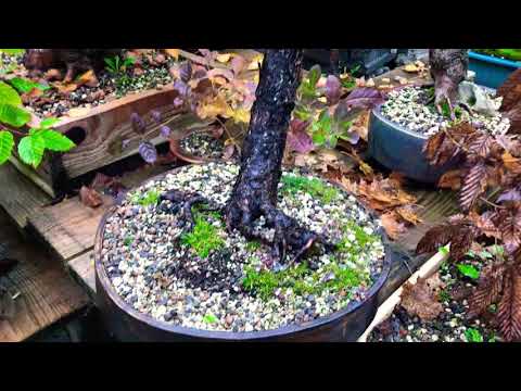 Bonsai basta jesen 2020 3. deo