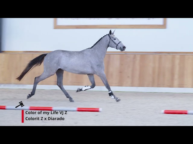 Color of my Life VJ Z