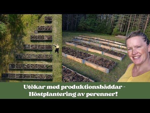 Skapa nya odlingsytor med perenner i trädgården | Så här gör jag produktionsbäddar!