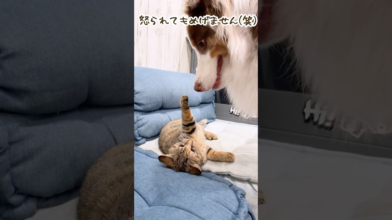 ペロペロしすぎて子猫に怒られてしまう大型犬が可愛い😂💦【オーストラリアンシェパード】#shorts