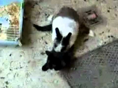 Funny Videos - Bunny Humps A Cat!!! LOL!!!