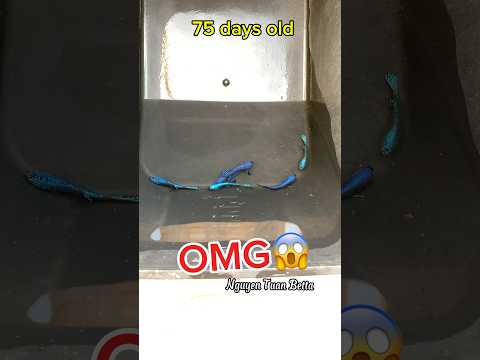wild betta fish grow from small to large😱#wildbetta #bettafishtank