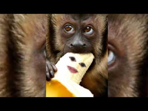 Gipsy Casual x Merve Yalçın - Romale Slowed and Rewerb