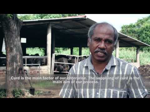 Social enterprise stories from Sri Lanka - Himalee Dairy, Maradankadawala, Sri Lanka