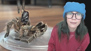 RIP Eevee 💔 & itchy Purple Bloom Tarantula Rehousing - Pamphobeteus